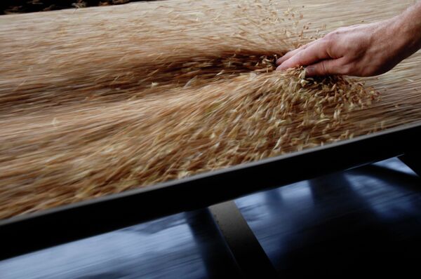 Egypt increases grain production, plans cut on bread consumption - Sputnik International