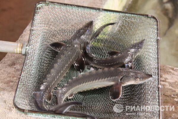 Black caviar production in Granada - Sputnik International