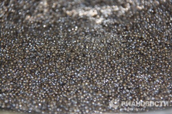Black caviar production in Granada - Sputnik International
