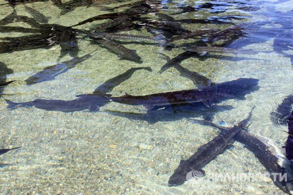 Black caviar production in Granada - Sputnik International