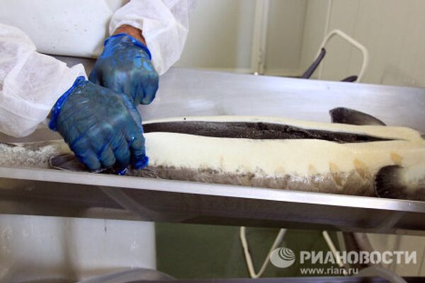 Black caviar production in Granada - Sputnik International