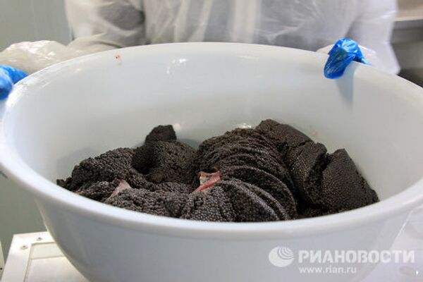 Black caviar production in Granada - Sputnik International