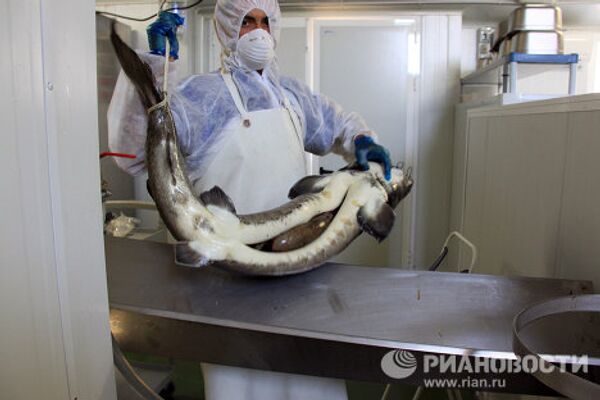 Black caviar production in Granada - Sputnik International