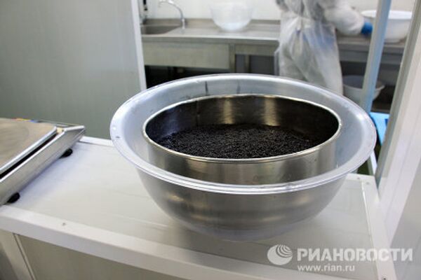 Black caviar production in Granada - Sputnik International