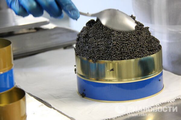 Black caviar production in Granada - Sputnik International