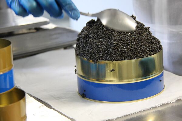 Black caviar production in Granada - Sputnik International