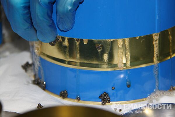Black caviar production in Granada - Sputnik International