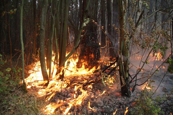 Medvedev lifts emergency status in three Russian regions affected by wildfires - Sputnik International