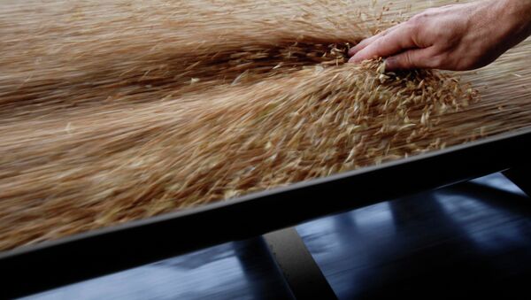 Russia won't import grain despite drought says agriculture ministry - Sputnik International