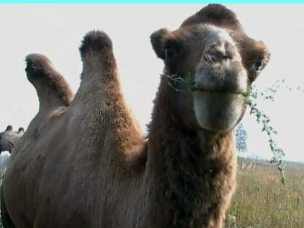 Camels and buffalo settle into Nizhny Novgorod region - Sputnik International