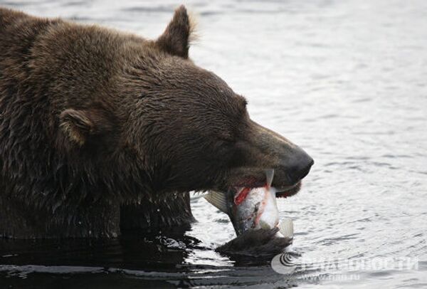 Vladimir Putin visits nature reserve full of bears and salmon - Sputnik International