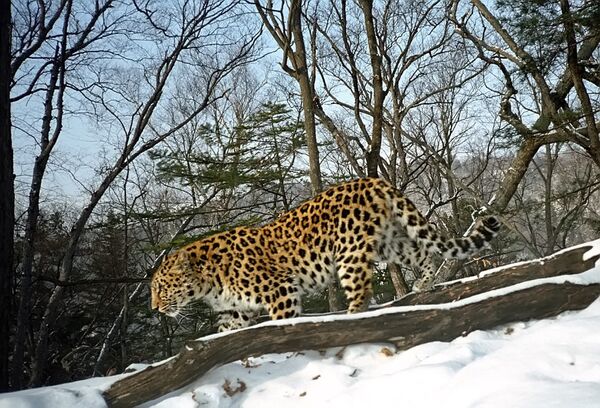 Amur leopard - Sputnik International