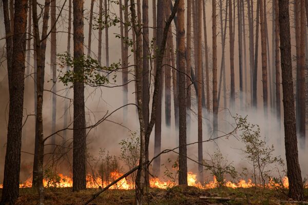 Wildfires kill 2 people in Russia's Volgograd Region - Sputnik International