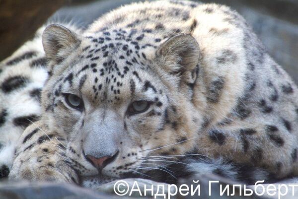Snow leopard - Sputnik International