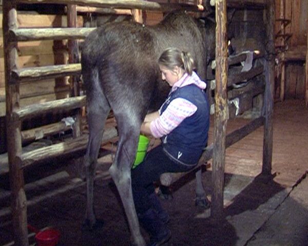 Dairymaids must know a female moose for years to get their milk - Sputnik International