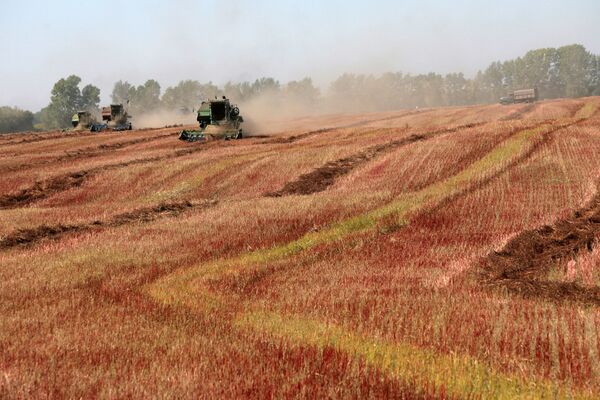 Russia to lift grain export ban only after 2011 harvest - Sputnik International