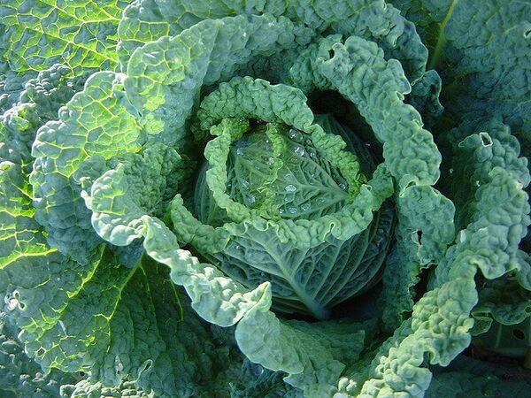 Russian bank wins exclusive rights to Savoy cabbage - Sputnik International