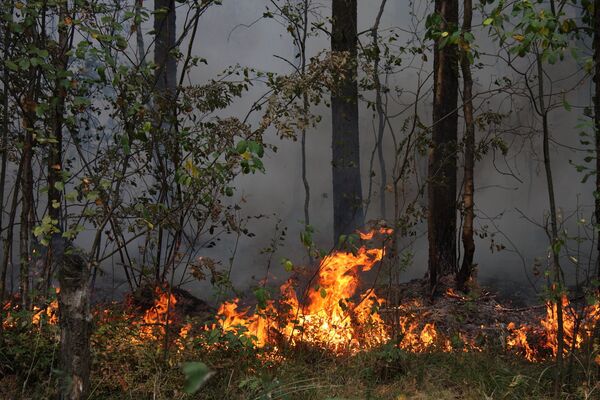 Forest and peat bog fires raged in European Russia in July-August.  - Sputnik International
