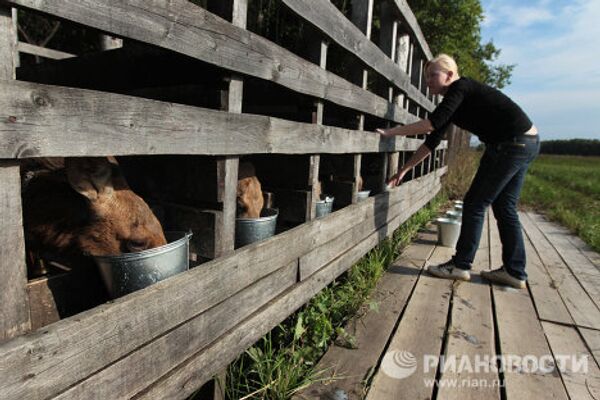 Russian moose farm produces valuable milk - Sputnik International