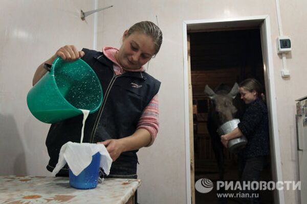 Russian moose farm produces valuable milk - Sputnik International