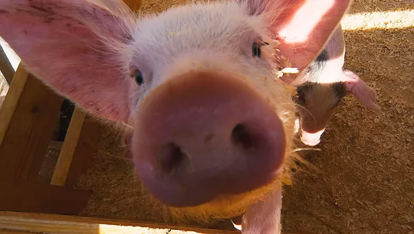 Russian Soccer Club Turns to Pigs to Solve Fan Flare Issue – media - Sputnik International