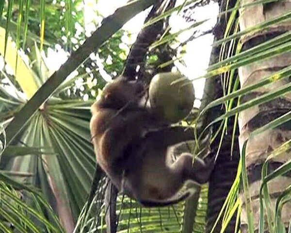 Trained monkeys help locals collect coconuts in southern Thailand - Sputnik International