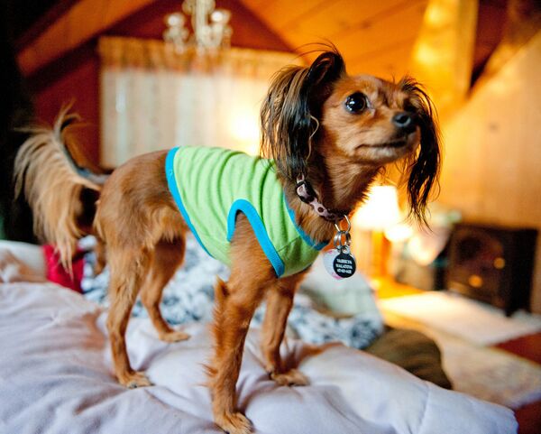 St. Petersburg debt collectors seize dog clothes as debt payment - Sputnik International