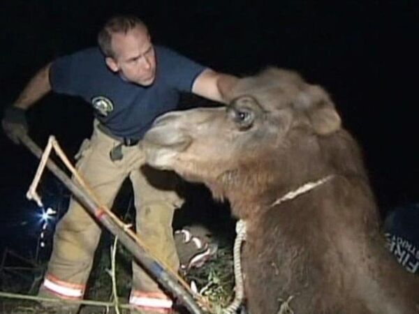 Firefighters save camel from sinkhole - Sputnik International
