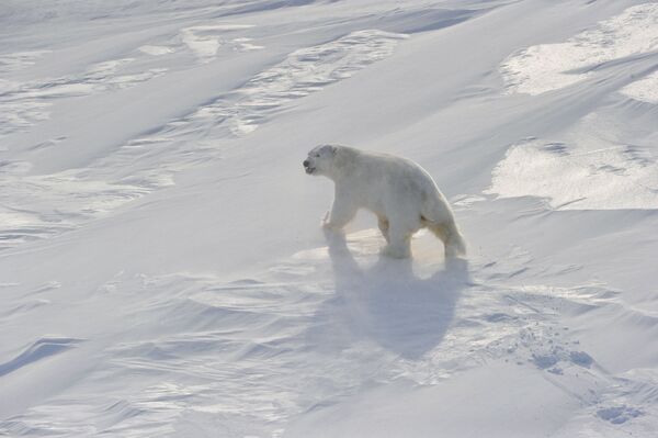 Russian scientist calls for action to prevent polar bear extinction - Sputnik International