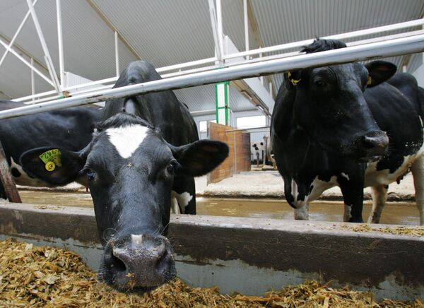 Cows at the farm - Sputnik International