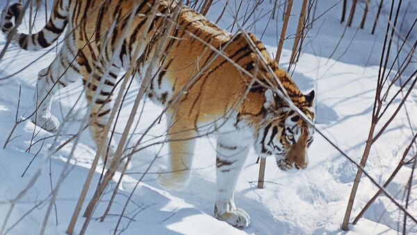 Siberian, or Amur, tiger tops the list of animals on the verge of extinction - Sputnik International