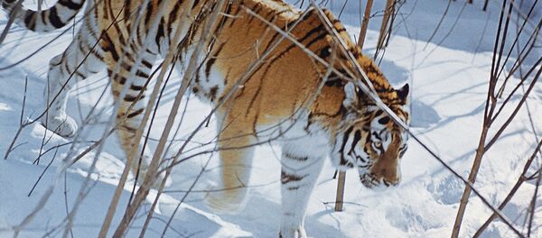 At the last count in 2004/5 the number of Siberian tigers, the world's largest cats, were stable at more than 450, having previously been on the brink of extinction. - Sputnik International