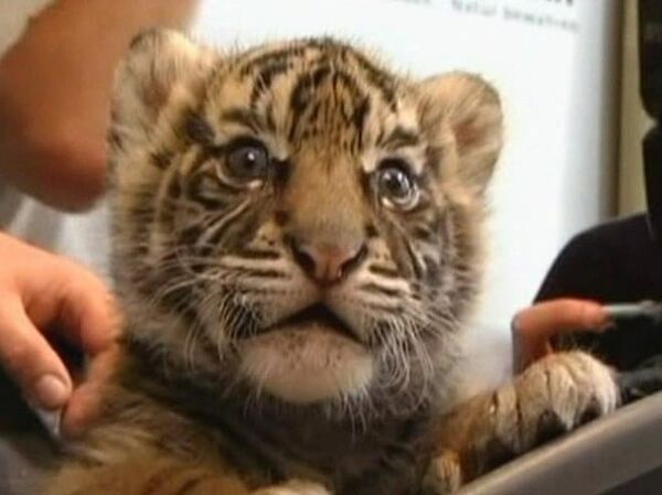 Unexpected birth of Sumatra tiger cub - Sputnik International