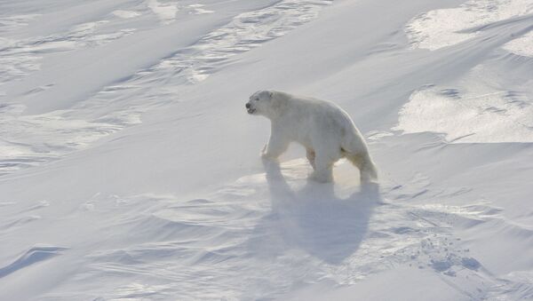 Polar bear on Frantz Josef Land Archipelago - Sputnik International