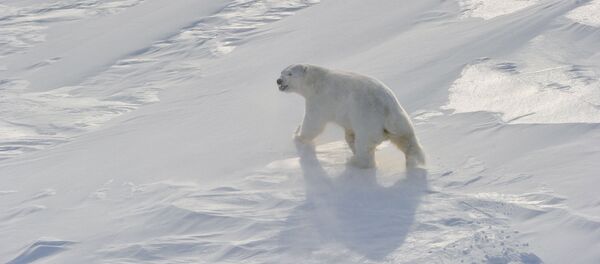 The Arctic The Arctic - Sputnik International