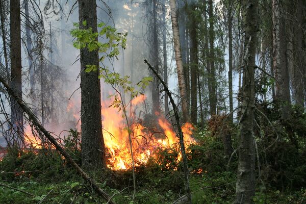 Seven wildfires raging in Russia's Far East - Sputnik International