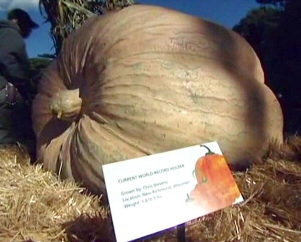 Biggest pumpkin in the world unveiled - Sputnik International