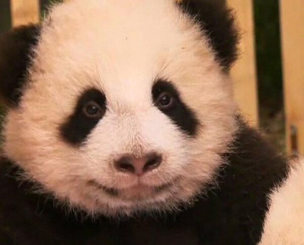 Successful breading of Giant pandas in China - Sputnik International