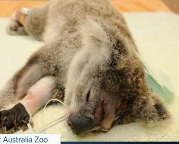 Sick and cruel gunman shoots baby koala and kills mother - Sputnik International