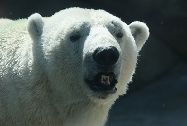 Polar bear in the Moscow Zoo. Files - Sputnik International