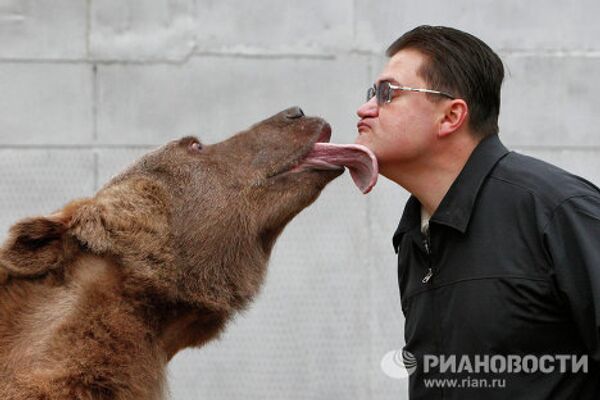 Stepan the superstar bear - Sputnik International