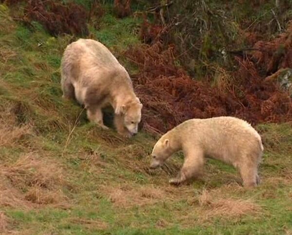 A new friend for Britain's only polar bear - Sputnik International