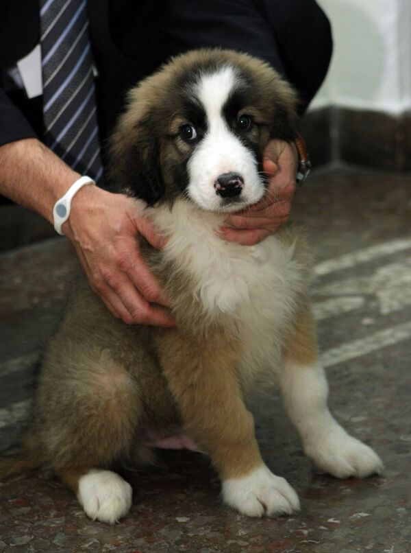 Putin asks for help in choosing name for new puppy - Sputnik International
