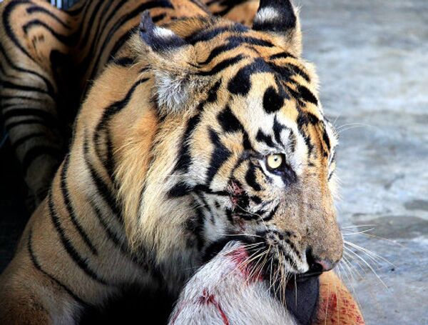 Under threat of extinction: rare and unusual tigers - Sputnik International