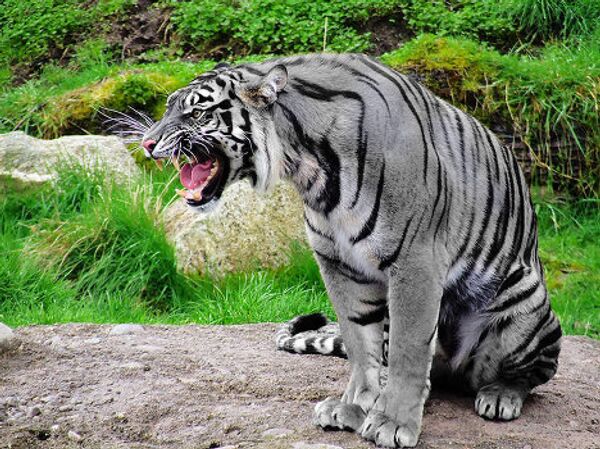 Under threat of extinction: rare and unusual tigers - Sputnik International