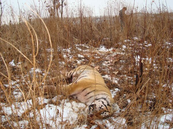 Annual turnover of tiger skins, bones on black market earns some $5 million  - Sputnik International