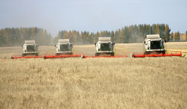 Russia’s Grain Harvest to Fall 10-15%          - Sputnik International