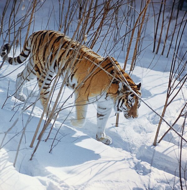 Amur tiger - Sputnik International