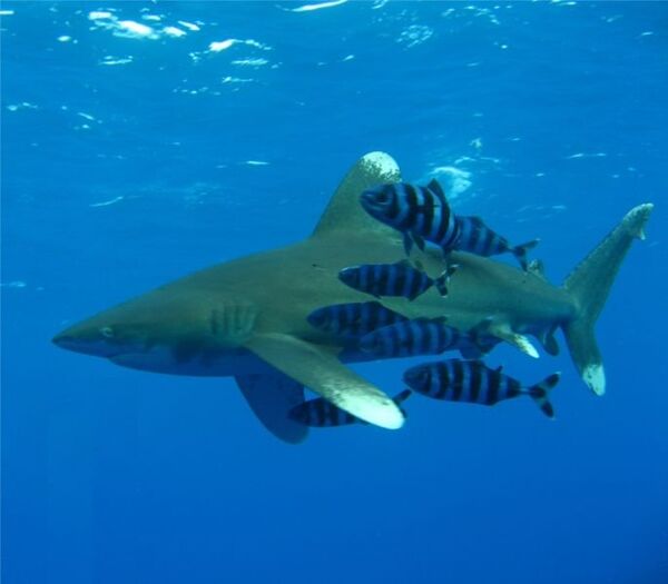 Egyptian killer shark caught after mauling four tourists in Red Sea resort - Sputnik International
