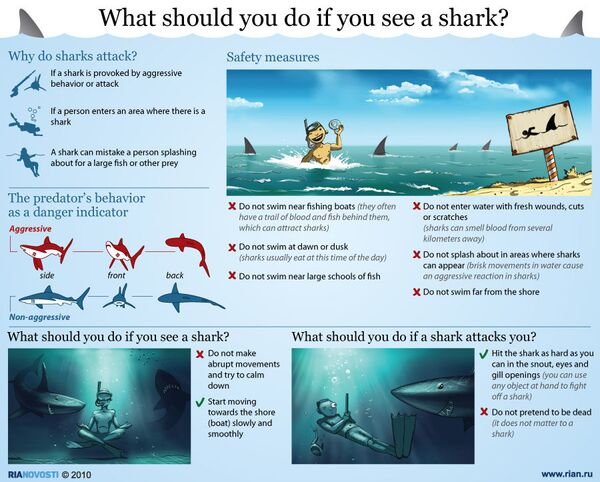 What should you do if you see a shark? - Sputnik International